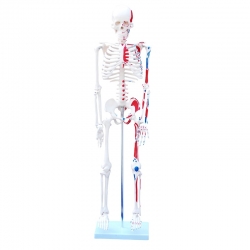 Średni Szkielet z mięśniami 85 cm